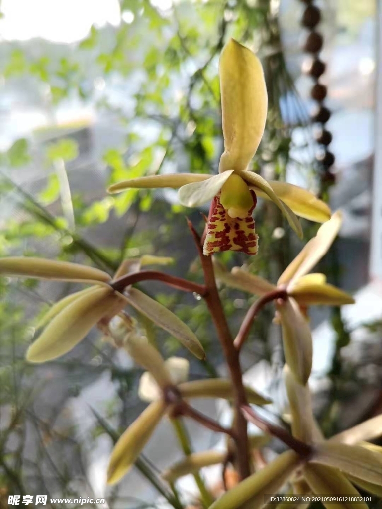 蘭花