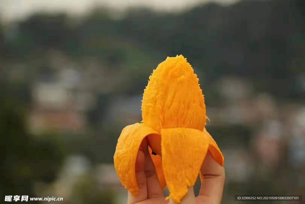 芒果