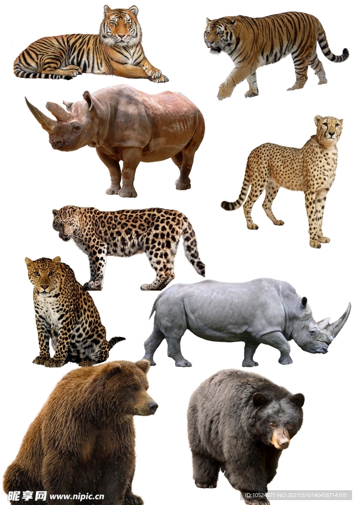 動物