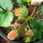 甜宝草莓 植物生长记录 开花 
