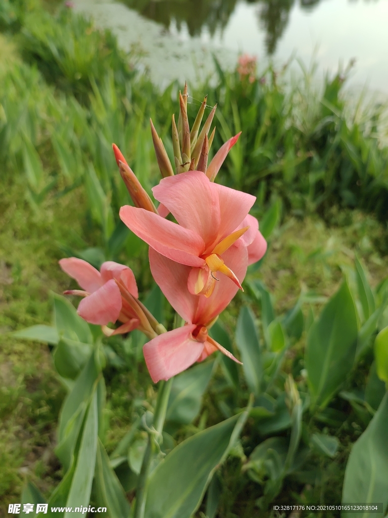 粉美人蕉