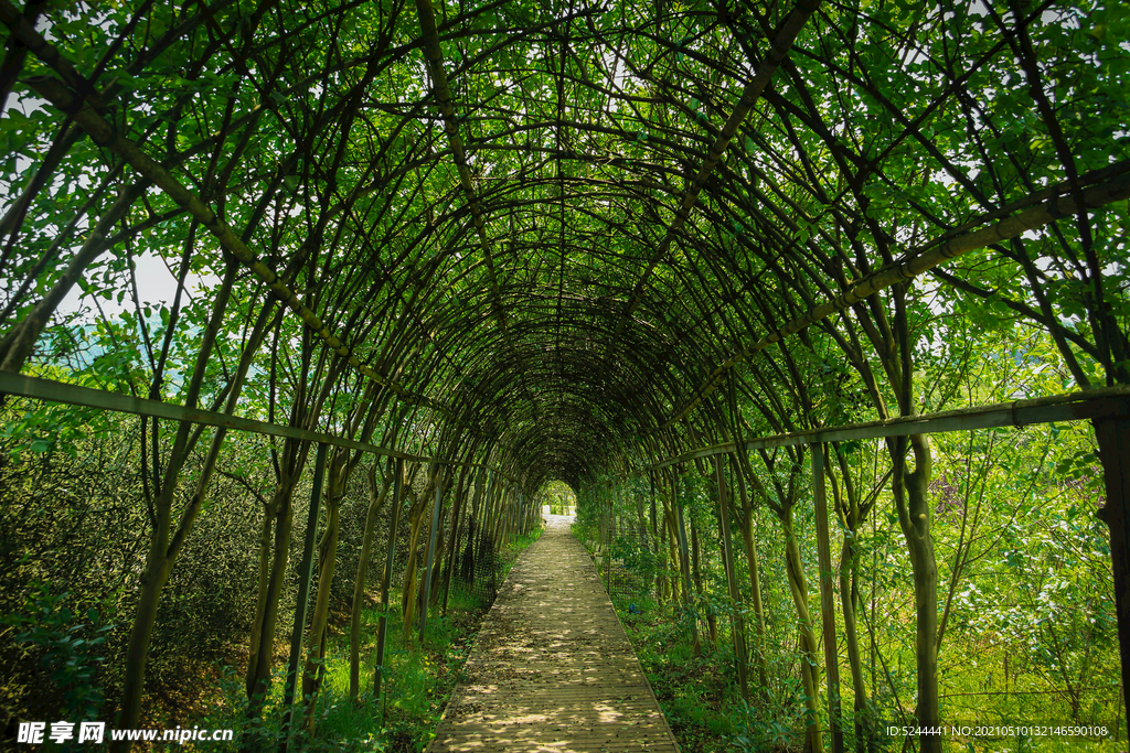 绿植隧道