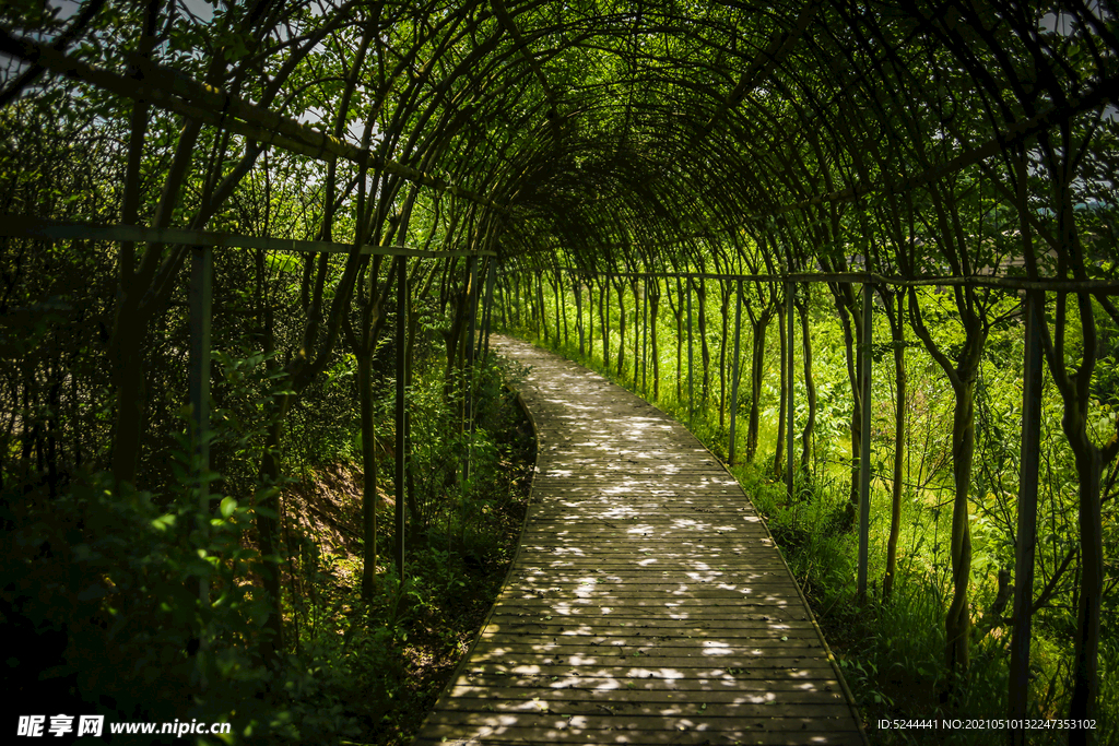 植物隧道