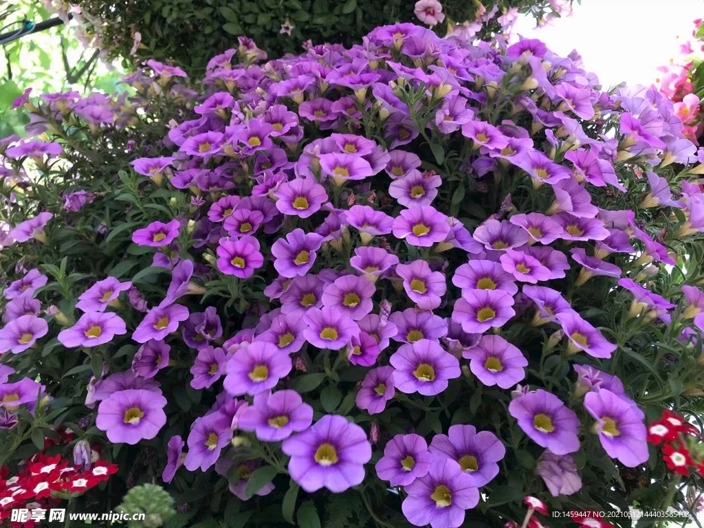 紫色舞春花