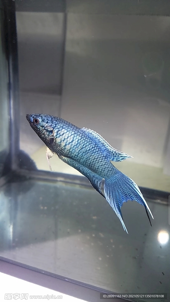 蛇血藍(lán)
