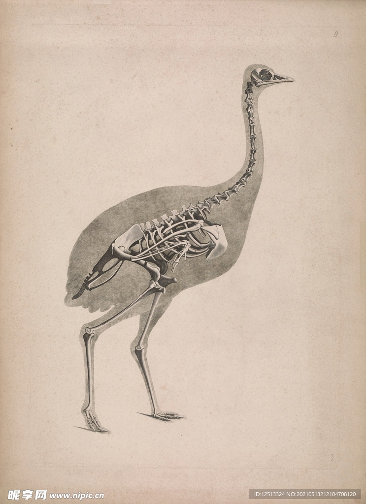 鳥類骨骼
