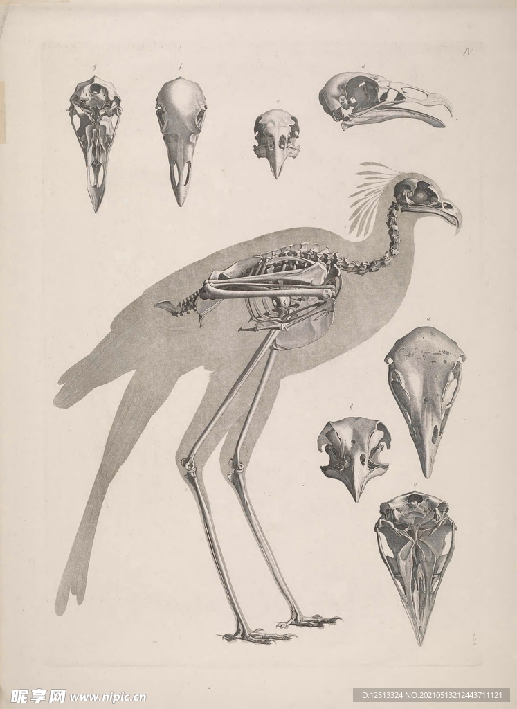 鳥類骨骼