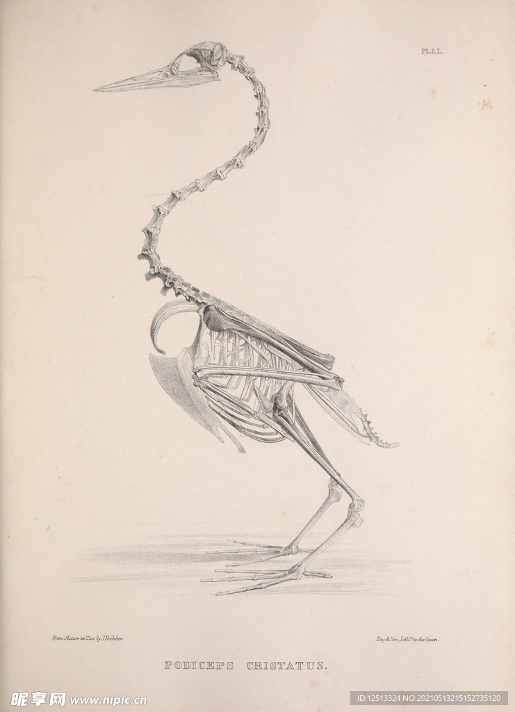 鳥類骨骼
