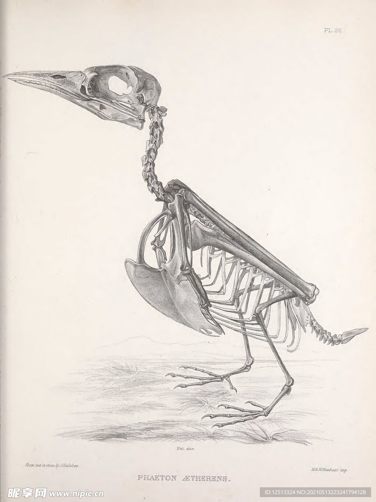 鳥類骨骼
