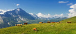 牛羊 草原高山 自然风光 蓝天