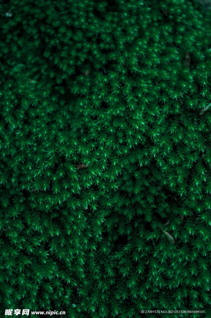 绿色树叶植物平铺背景