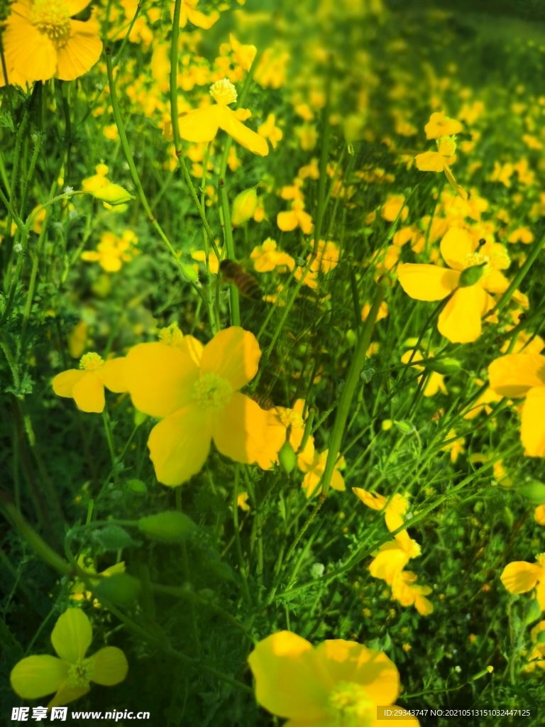 野花 黃花 春天