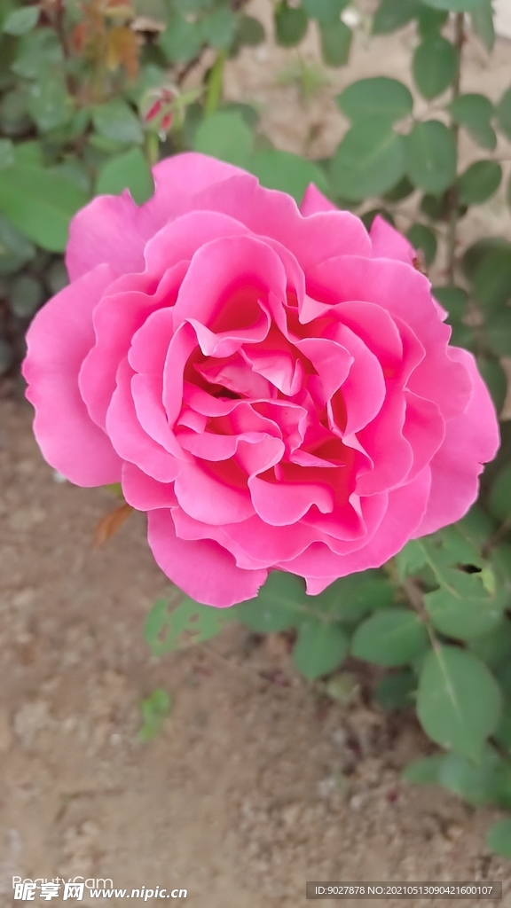 月季花