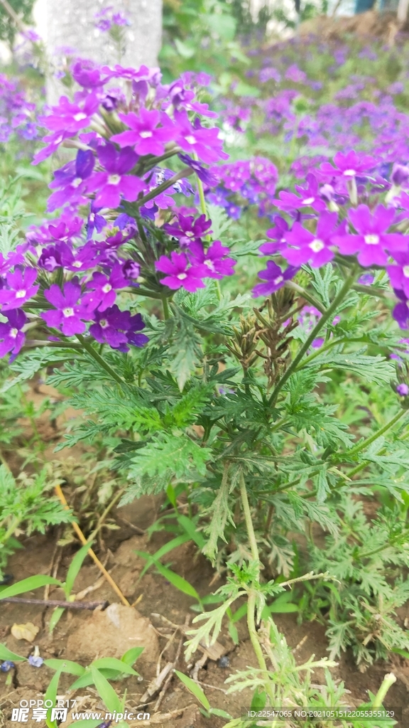 紫色美女櫻