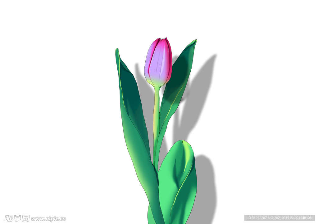 丁香花手繪插畫