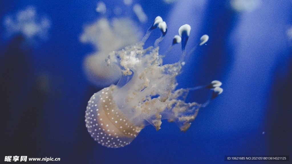 水母             