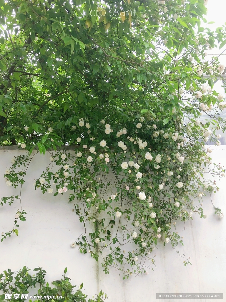 薔薇