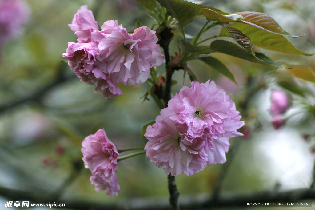 粉櫻花