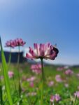 蜜蜂與花