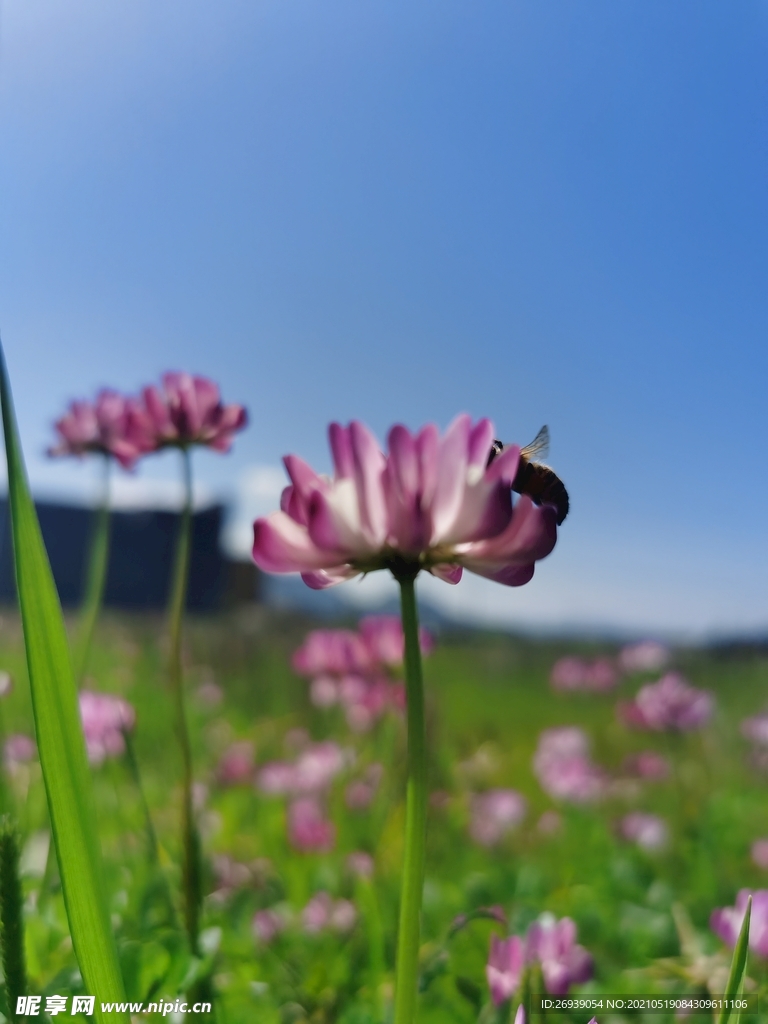 蜜蜂與花