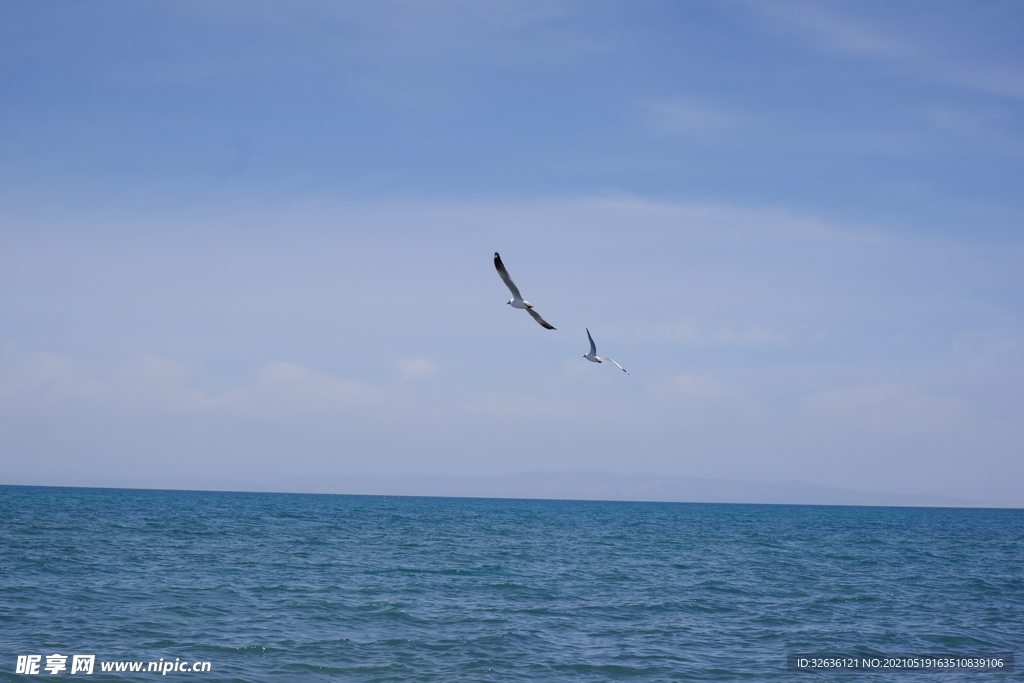 青海湖 海鸥