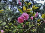 春日櫻花