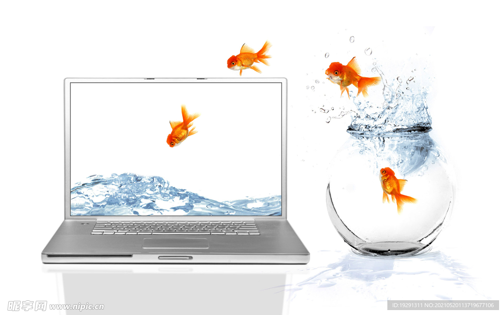 金魚