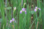 紫鸢花