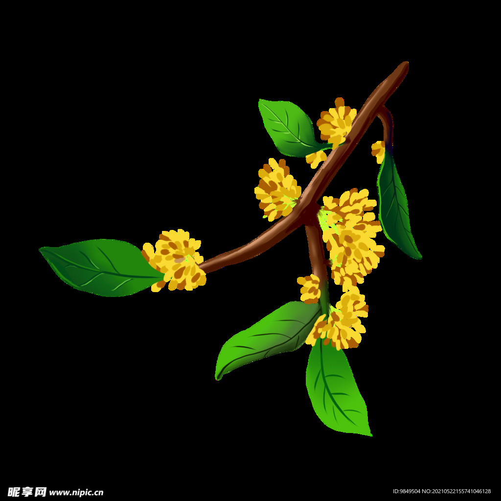 手繪桂花png免摳素材
