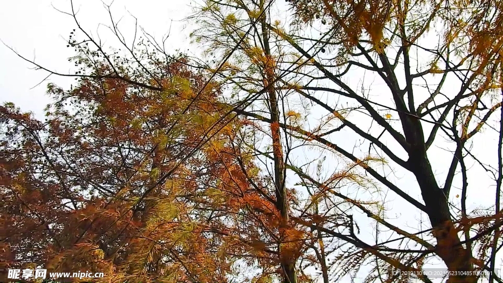 秋天红叶枫树实拍视频