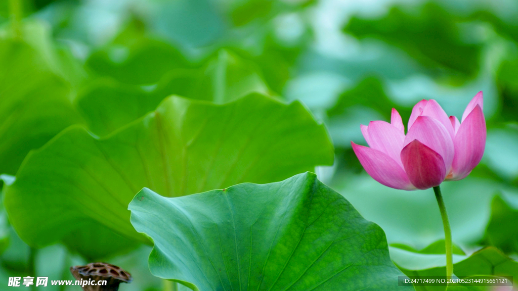 荷花