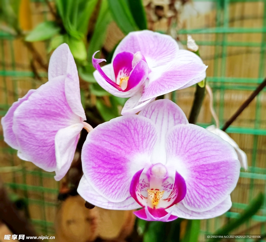 花花