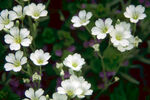 白色小野花