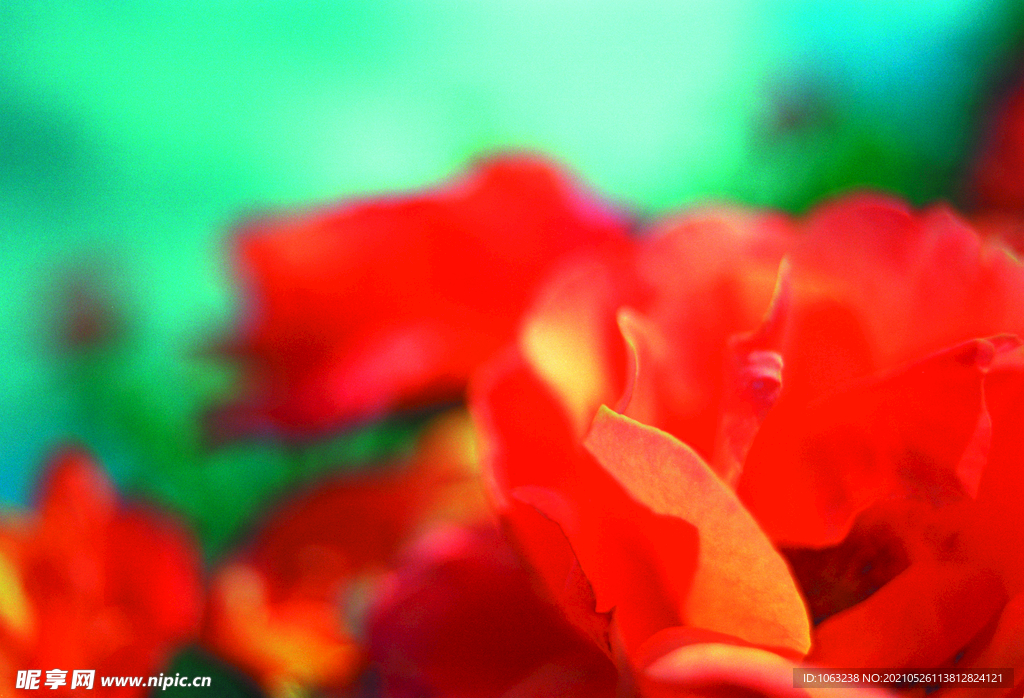 紅花綠影
