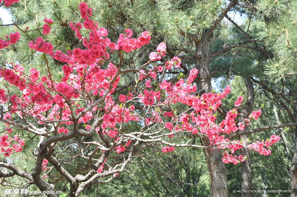 园林花灌木红碧桃