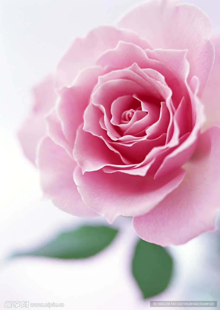 鮮花