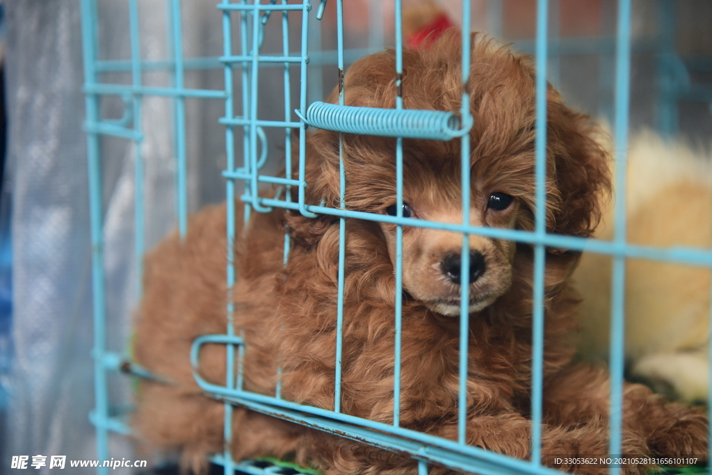 禁錮在籠子里的動物