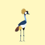 动物灰冠鹤