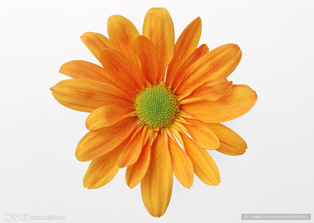 太陽菊