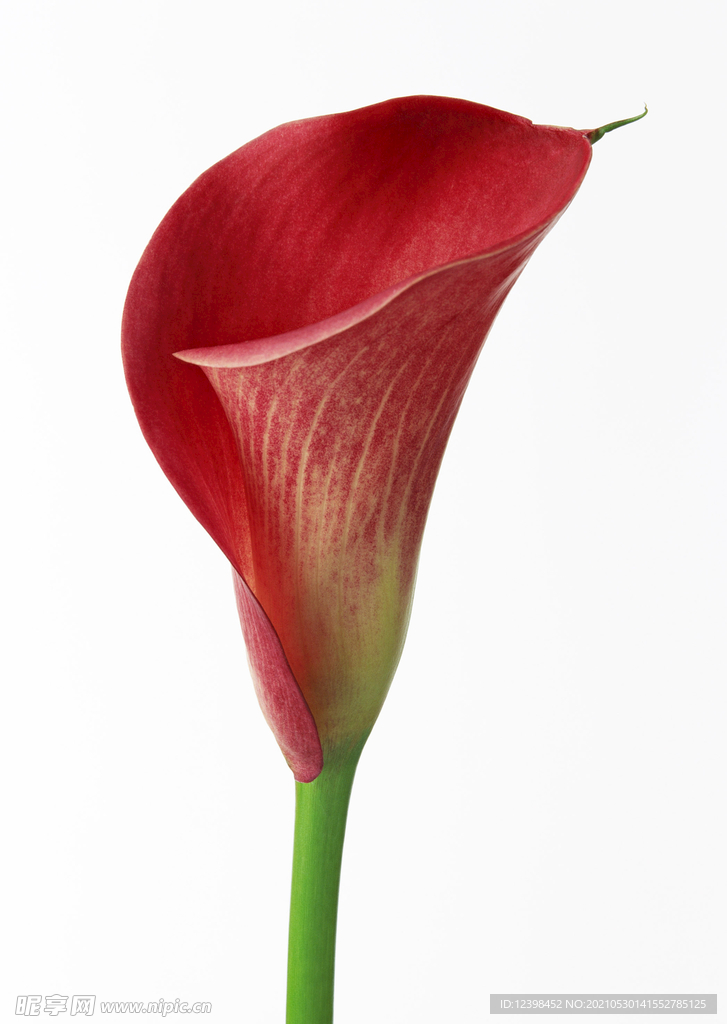 馬蹄蓮鮮花