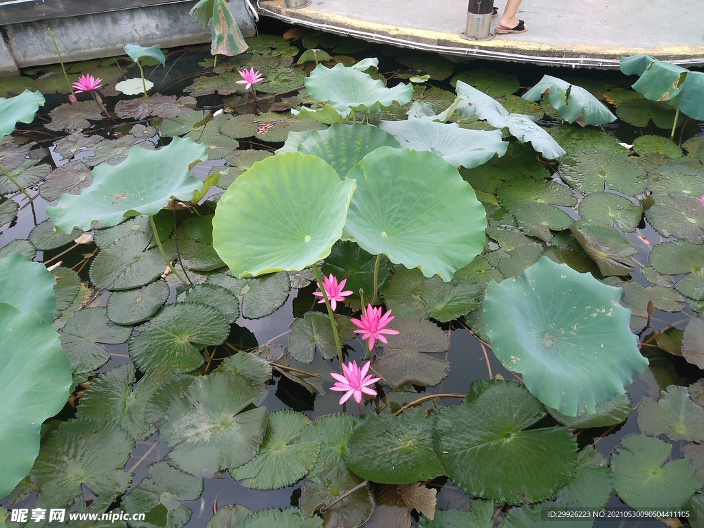 深圳洪湖公園荷花