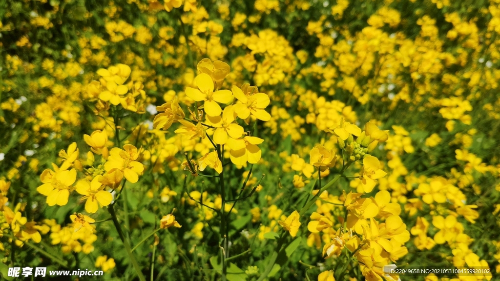 油菜花