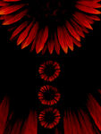 红色花瓣花纹