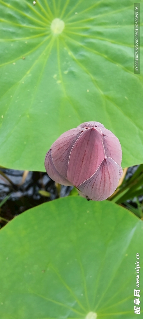 綠葉一點兒紅