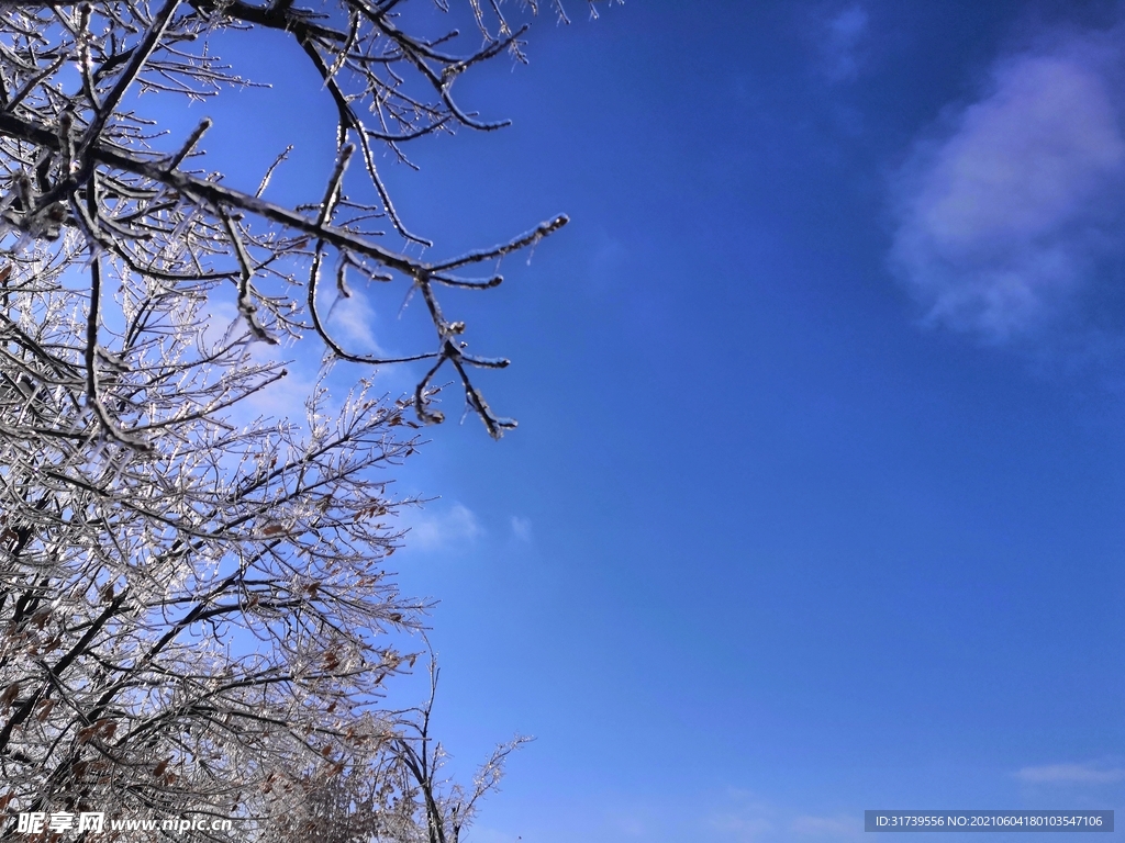 凍雨樹枝