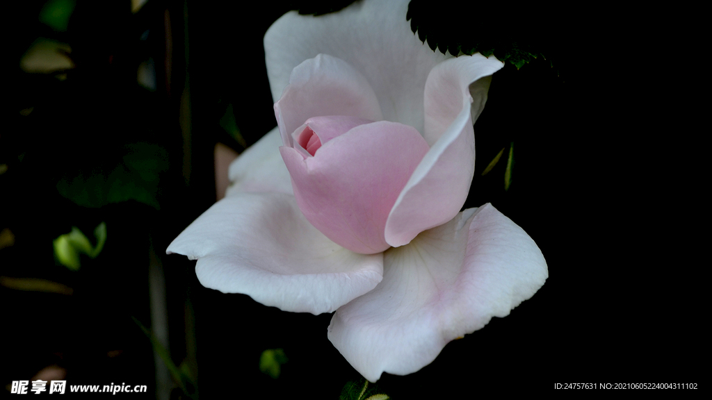 月季花