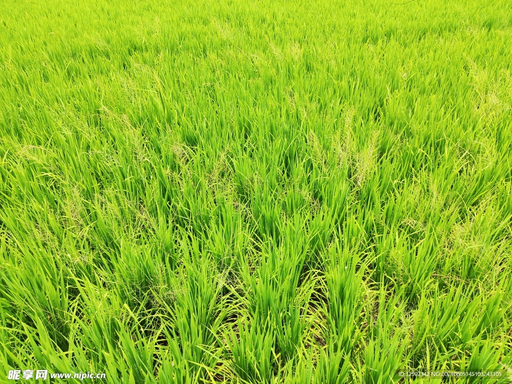 稻草