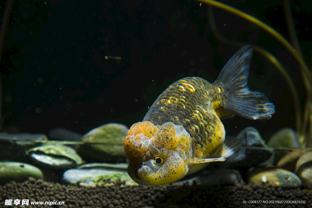 丑八怪金魚 
