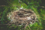 绿叶中鸟窝鸟巢写真图片