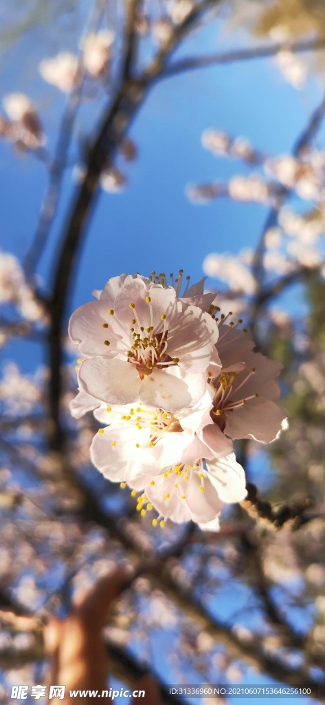 桃花樹
